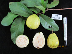 JBT003.005