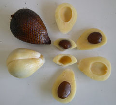 Ph-M (49-10)