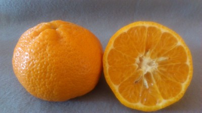 Keprok Topazindo Agrihorti