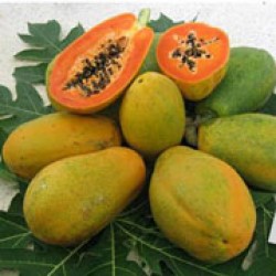 Carmida