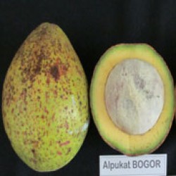 Alpukat bogor