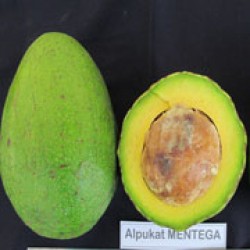 Alpukat mentega