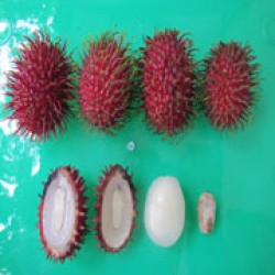 Lebak Bulus (SBG 111)