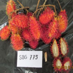 Simacan (SBG 775)
