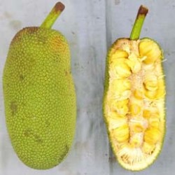 Mekar sari (nangkadak)