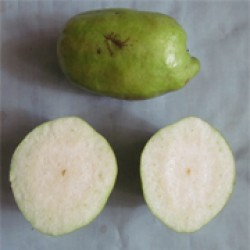 Seedless