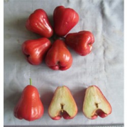 Jambu Air 9.8 (Arp.4304)