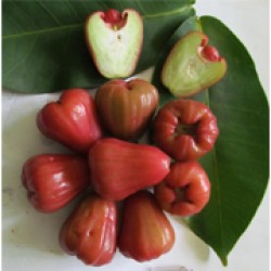Jambu Air 9.8 (Arp. 4310)