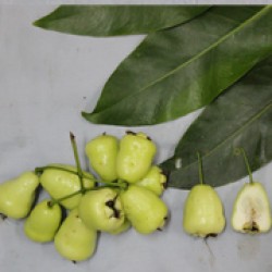 Jambu Air 9.15