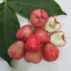 Jambu Air 9.9