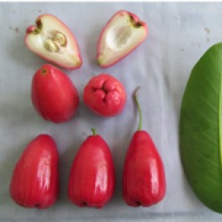 Jambu Air 9.14