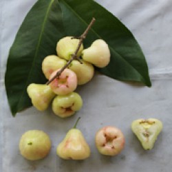 Jambu Air 9.10