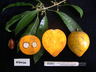 Alkesa.0001