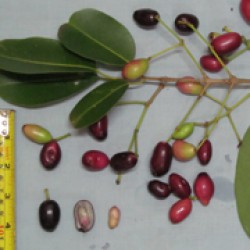 Duwet hutan