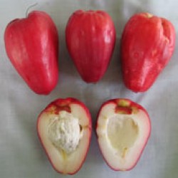 Jamaika