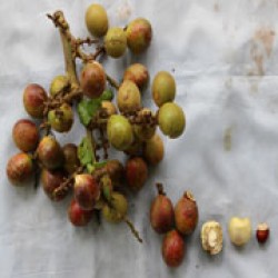 Kelapa