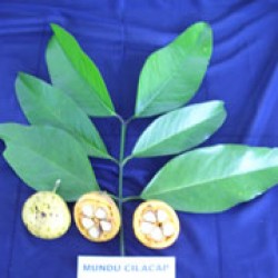 Mundu Cilacap