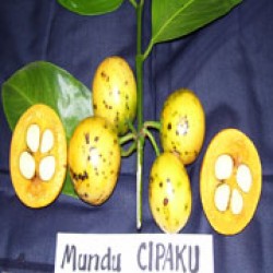 Mundu Cipaku