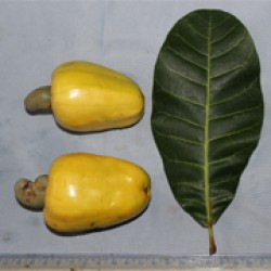 Jambu Monyet