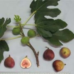 Buah tin
