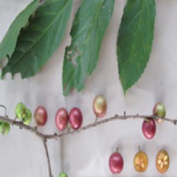 Rukam