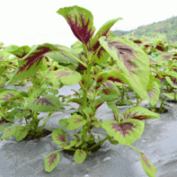 Giti Merah