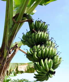 Rotan