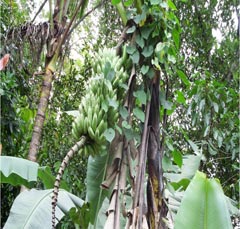 Pinang