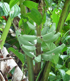 Musa microcarpa