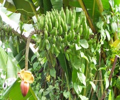 Liar (Musa borneoensis)