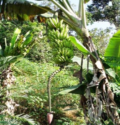 Ambon Kuning