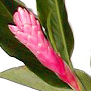 Amorina