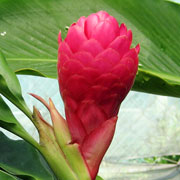 Kusuma