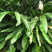 Oxymitra