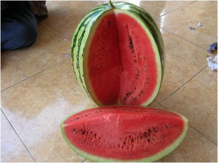 Balitbu Tropika 01