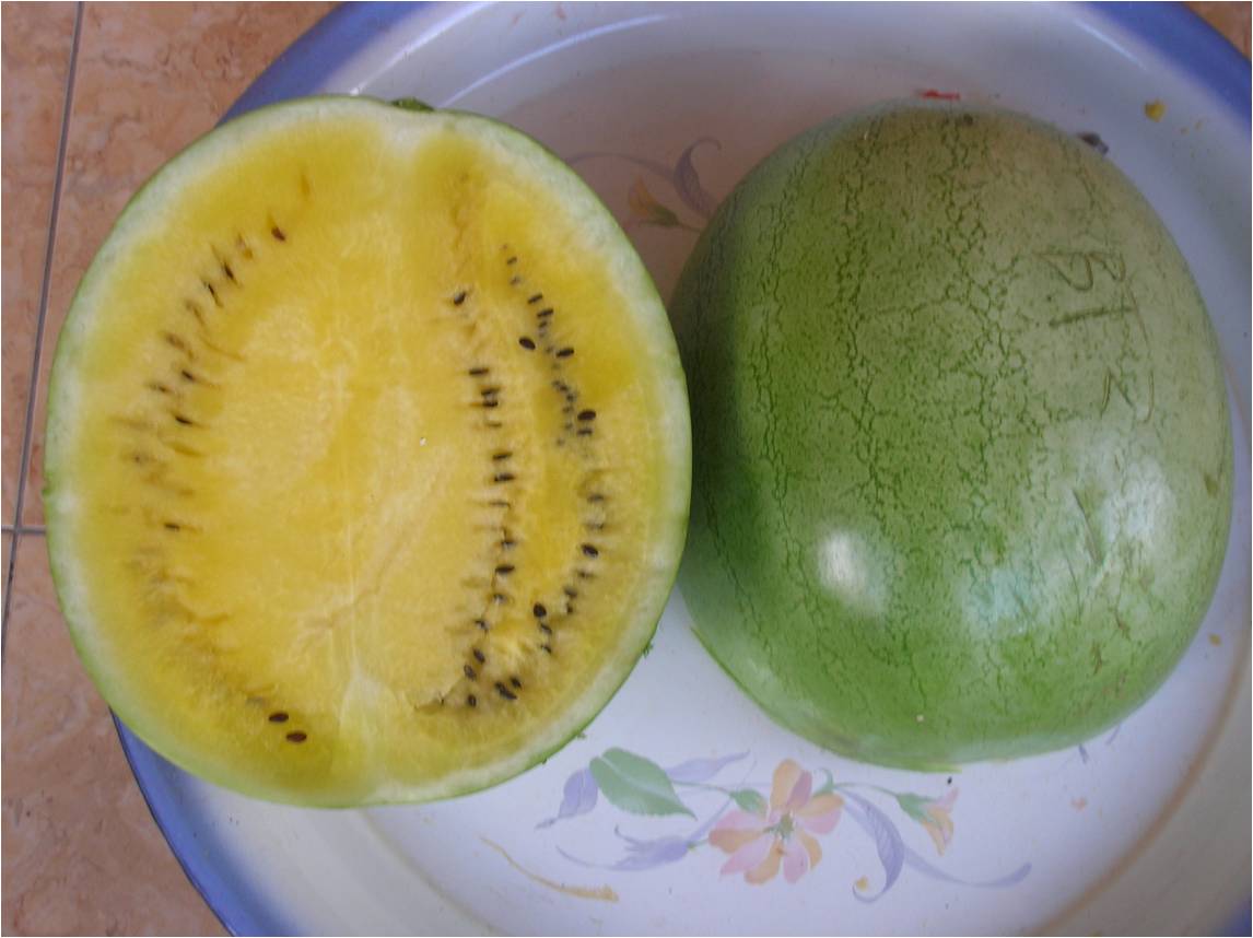 Balitbu Tropika 2 P