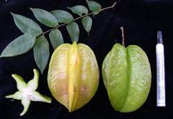 Kunir