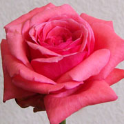 Rosma