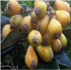 Biwa Bulat